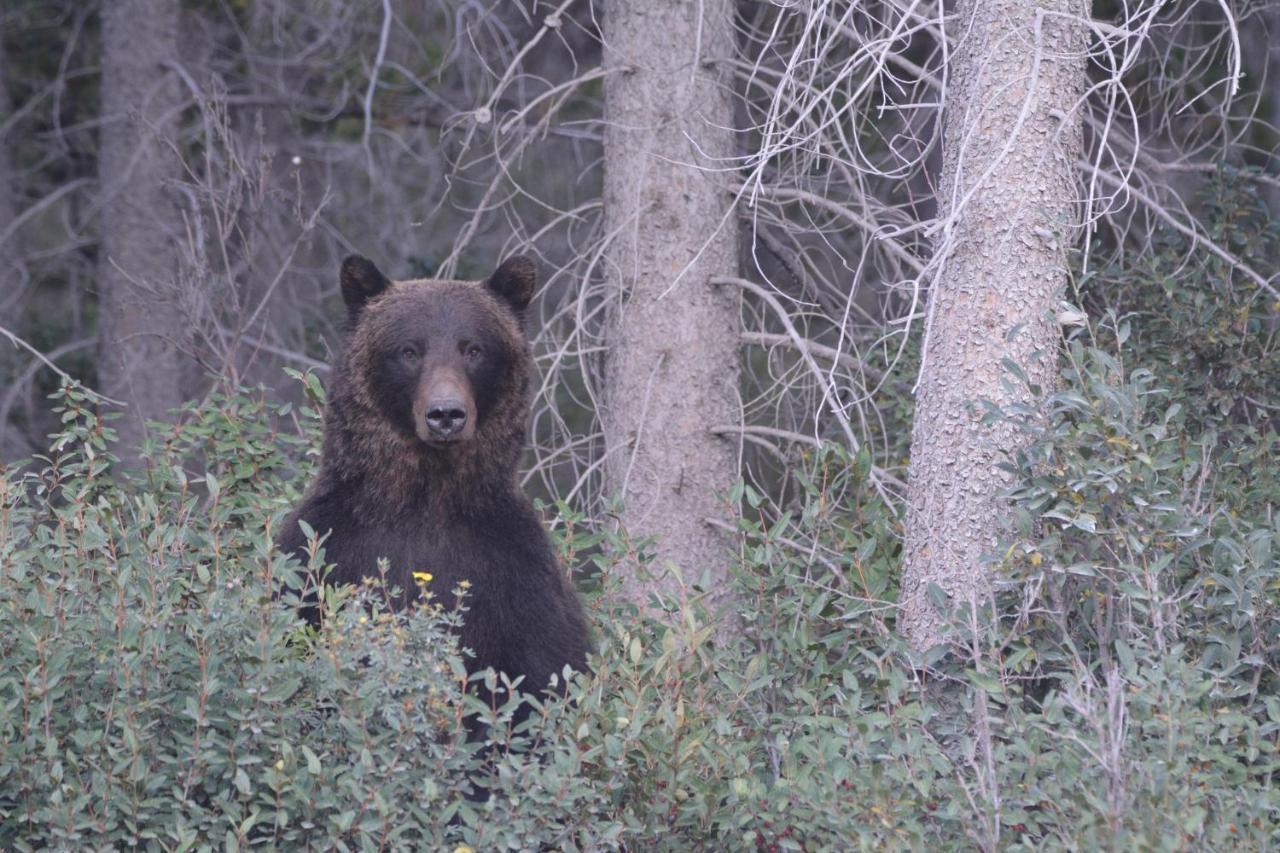 Grizzly Lodge Canmore Kültér fotó